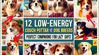 12 Low-Energy Couch Potato Dog Breeds: Perfect Companions for Lazy Days!