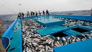 Catch tons of tuna using the fishing method - The fastest tuna fishing skill of fishermen