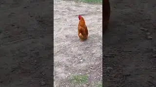 #приколы 😂 Польские курва пингвины выглядят именно так, покажите всем