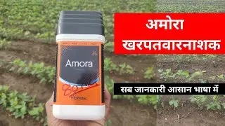 अमोरा खरपतवारनाशक || Amora Herbicide uses in hindi || Quizalofop ethyl 3 % + Fomesafen 12% SC ||