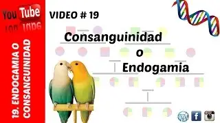 Consanguinidad en periquitos, agapornis, carolinas