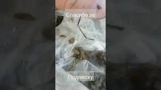 ловим