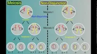 Genetics Part 4: Mutations