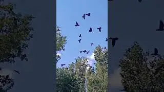 Нашествие ворон 🐦