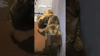 Bengal cat Dakota Gold
