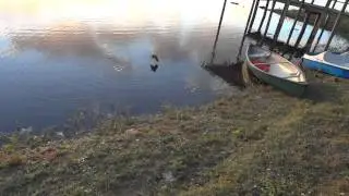 bird attacking bread balls