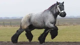 Dutch Draft Horses | Calm Focused Energy