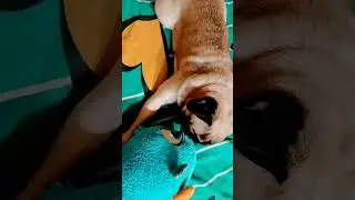 Боєць#shortsvideo #shorts #short #shortvideo