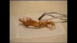 Cooking bacon with Bromine