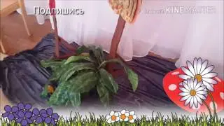 Моя главная роль в постановке сказки