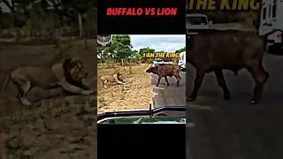Lion King vs Buffalo 