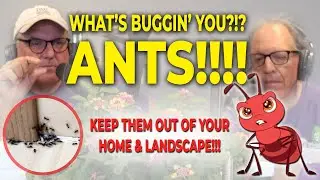 What's Buggin' U?!? | Ants! | Keep Those Marching Ants from Invading Your Home!!!