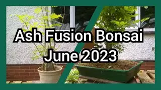 Ash Fusion Bonsai Jun 2023