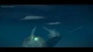 modern warships RF Belgorod (K-239) new underwater torpedo explosion animation
