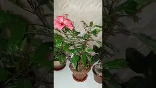 🌺СНЕЖНАЯ КОРОЛЕВА🌺 