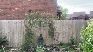 Garden - June 1st