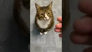 Кот Вася поздравляет с ДР