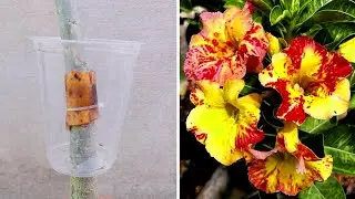 Unique Air Layering Technique With Banana Peel On Adenium Plant l | Desert Rose Propagation