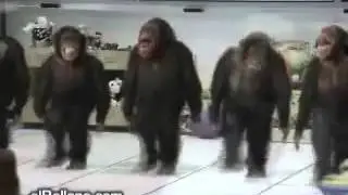 Мартышки зажигают😂😂😂😂😂СТАВ ЛАЙК БРО!!×)