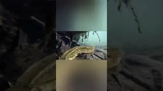 Сом занимает первое место 🥇 #fishing #щука #рыбалка #рыба