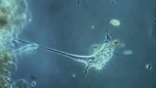 Leptophrys vorax, la scissiparité