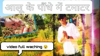 Mini vlogs 😵 आलू के पौंधे में टमाटर 🤣 वीडियो को पूरा देखना #minivlog #vlogger #viralvideo #love