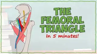 The Femoral Triangle