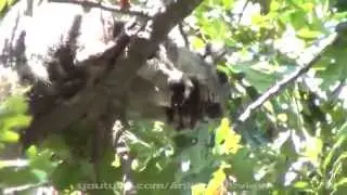 Squirrel Eating a Nut on a Tree - Zoom Camera Video