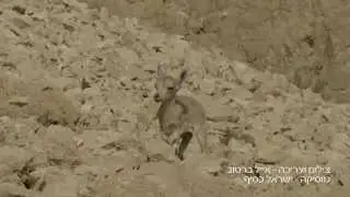 גן יעלים- עין גדי / Ibex's Spring in Ein Gedi