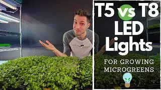 Barrina T5 vs T8 Shop Light for Purple Kohlrabi Microgreens — Which Is Better?
