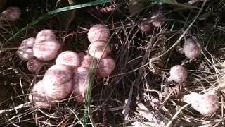 грибочки опеньки