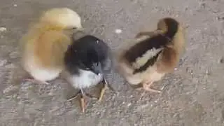 Rengarenk Yeni Doğmuş Güzel Civcivler