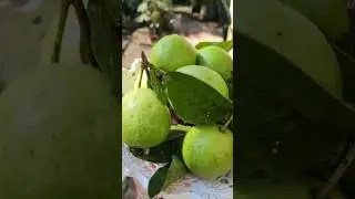 PINK GUAVA | FRESH FRUITS #freshfruit #guava #pinkguava #shortvideo #ytshorts #shortsyoutube