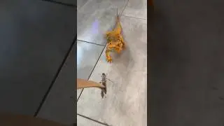 Назови трех животных на букву А ⬇️ 