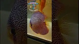 Подрастающее покаление! 👍