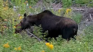 Parc national de la Gaspésie (Canada), Quebec: parco alpino