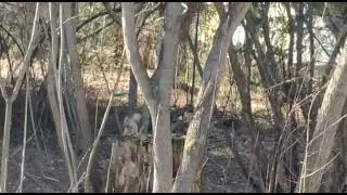 Белочка ещё в зимней шубке 😍🐿️