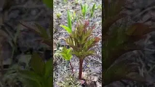 Тундра оживает 23 июня. Крайний север. Норильск.