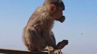 Lion's Point Lonavala