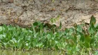 Jaguar killing large caiman 3/7 - Jaguar Research Center