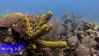 Review of the SeaLife Micro 3.0 and ReefMaster RM-4K Underwater Cameras