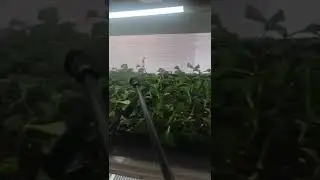 Новые полки для черенкования в кассетах с общей ширмой