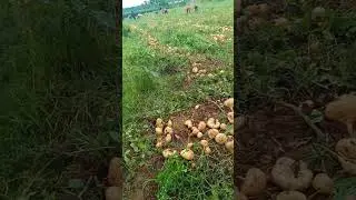 benkoang boto dua kilo satu