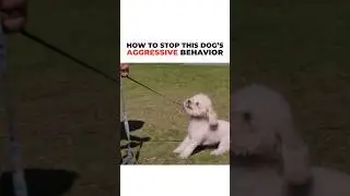 How to Stop a Dog’s aggressive behavior! 