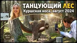 Танцующий лес на Куршской косе, август 2024