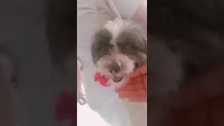 yarah cutie dog#cutiedog #doggytoinfinity #doglover #shoutouttoalldoglover