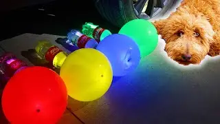 Crushing Crunchy & Soft Things by Car! Puppy Experiment: Car vs Coca Cola & Glow Balloons