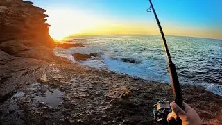 INSANE Sydney Rock Fishing - Shark Chases 1000 Fish Right Up To Our Feet - Fishing Australia