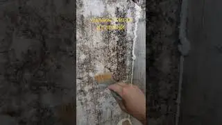 Как удалить грибок и плесень.