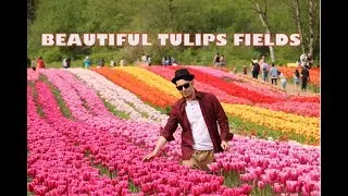 Exotic fields of TULIPS